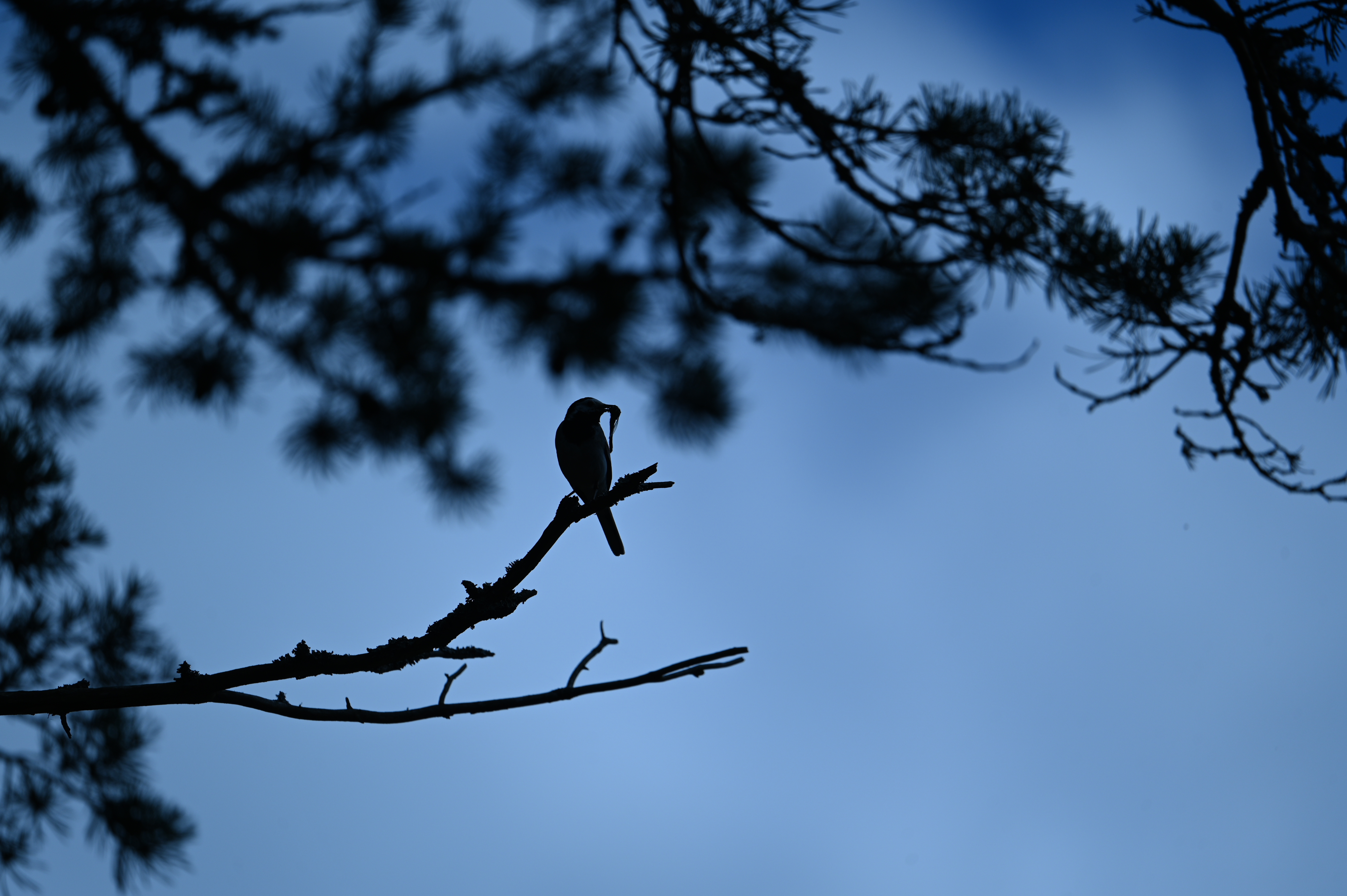 2025/07/09-14 - trip/DSC_0369.JPG